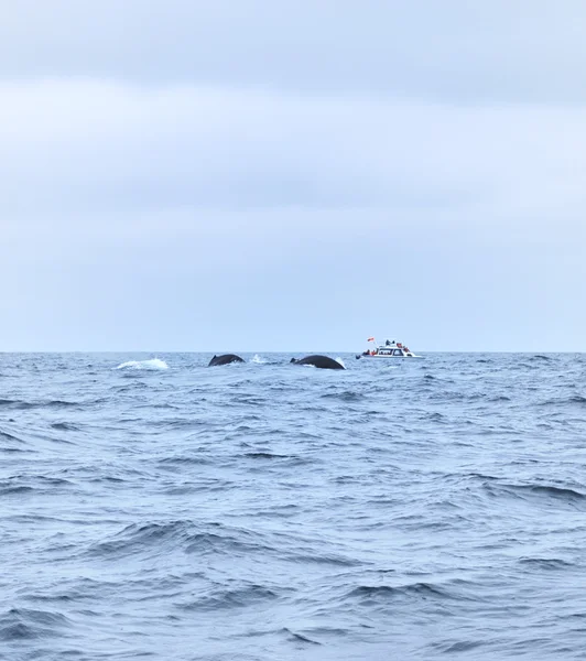 Baleines à bosse — Photo