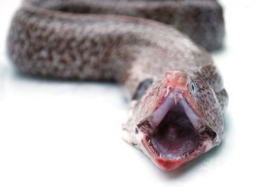 Mouth of Moray eel clipart