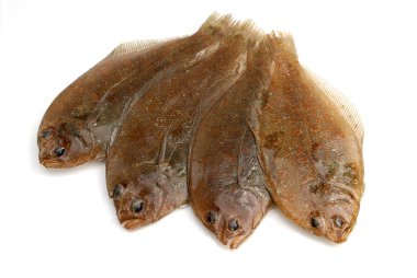 Flounder fishes clipart