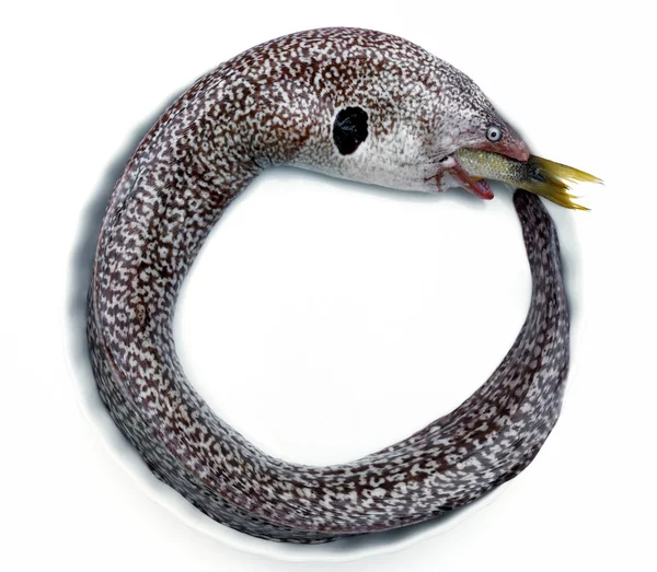 Moray Eel — Stock Photo, Image