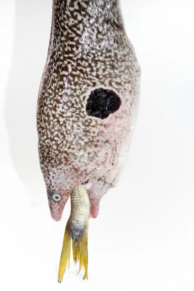 Enguia-de-moray — Fotografia de Stock