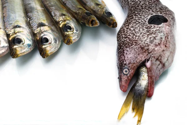 Moray 장 어와 물고기 — 스톡 사진