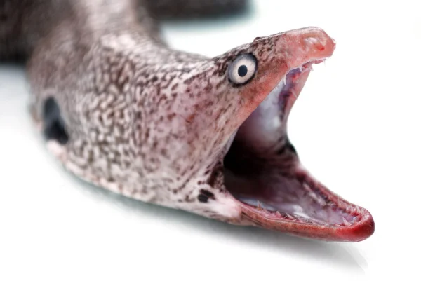 Head of Moray eel — Stock Photo, Image