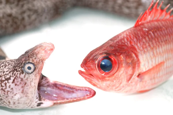 Moray anguille et poisson rouge — Photo