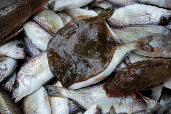 Свежие рыбы — стоковое фото