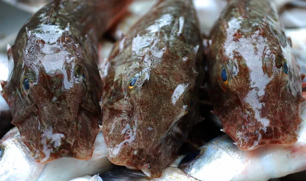 新鮮な魚 (ナマズ目) — ストック写真