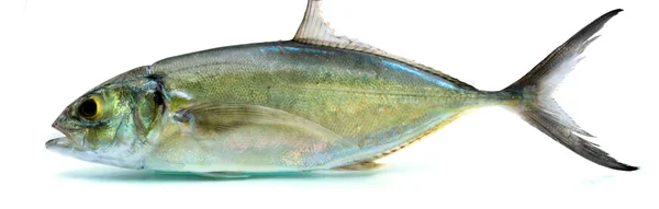 Pește proaspăt — Fotografie, imagine de stoc