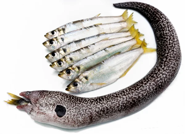 Moray 장 어와 물고기 — 스톡 사진
