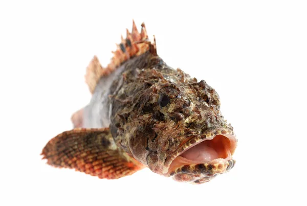 Testa di pesce persico di pietra — Foto Stock
