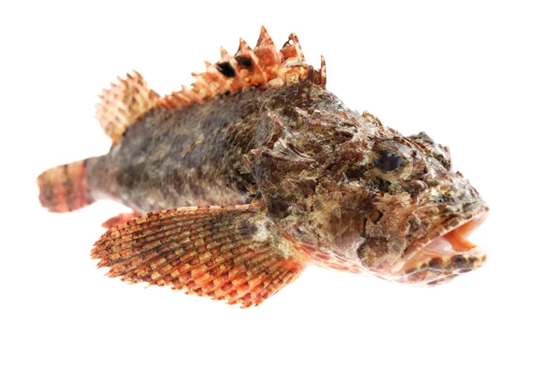 鱼。石鲈 — 图库照片