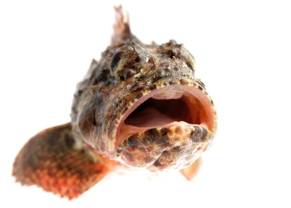 张开嘴的石鲈 — 图库照片