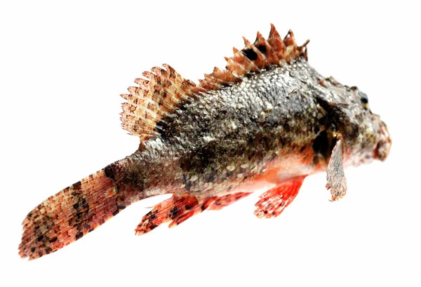 Świeże ryby kamień okoń — Zdjęcie stockowe