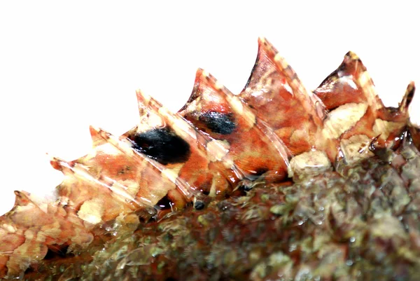 Fin de vârf al unui peşte de piatră — Fotografie, imagine de stoc