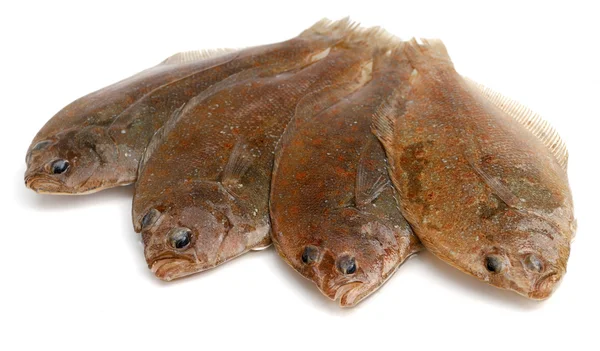 Flounder fishes — Stock Photo, Image