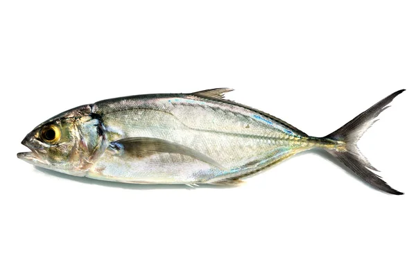 新鮮な魚 ロイヤリティフリーのストック画像