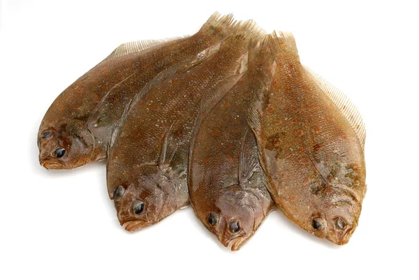 Flounder fishes Royalty Free Stock Images