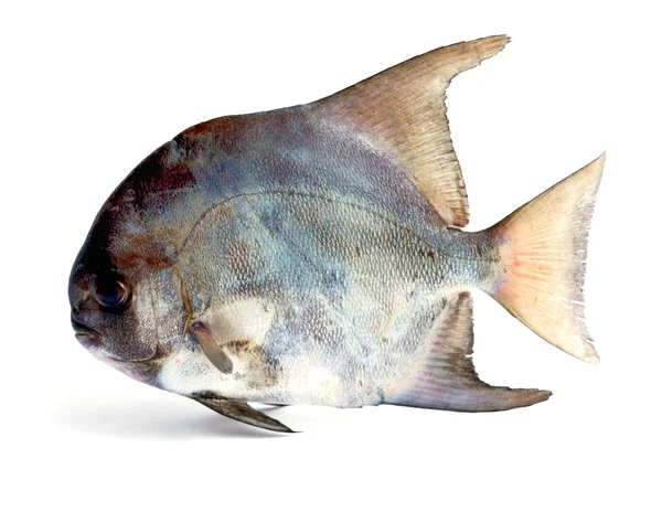 Tropiska fiskar — Stockfoto