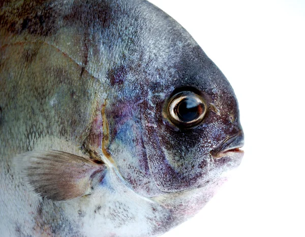 Голова рыбы — стоковое фото