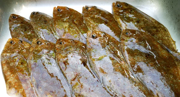 Flounder fishes — Stock Photo, Image