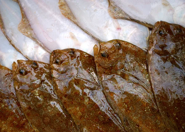 Рыбы-камбалы, две стороны — стоковое фото