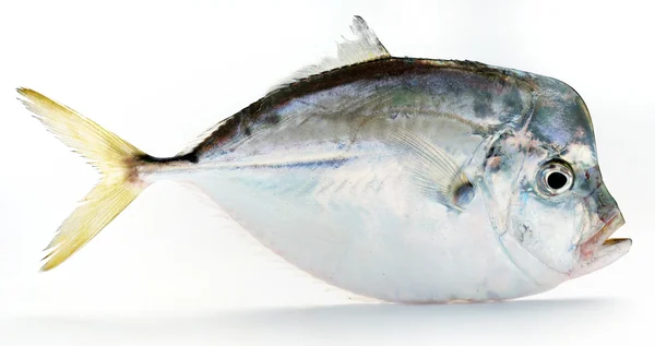 신선 한 생선 — 스톡 사진