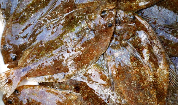 Peixes de solha — Fotografia de Stock