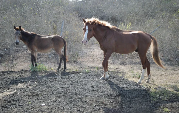 stock image Horse and donkey