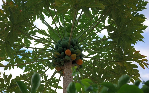 Fruit of the Hawaiian papaya — Stock Photo, Image