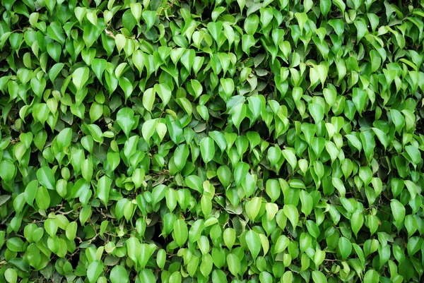 Plantas de borracha — Fotografia de Stock
