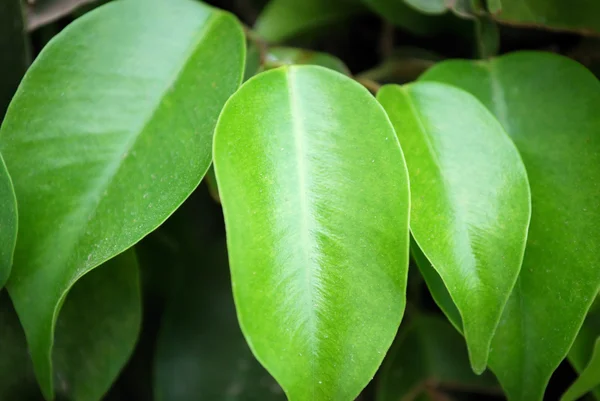Grüne Blätter einer Gummipflanze — Stockfoto