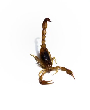 Scorpion clipart