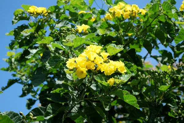Желтые цветы и зеленые листья — стоковое фото