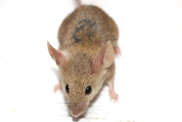 Обыкновенная полевая мышь — стоковое фото