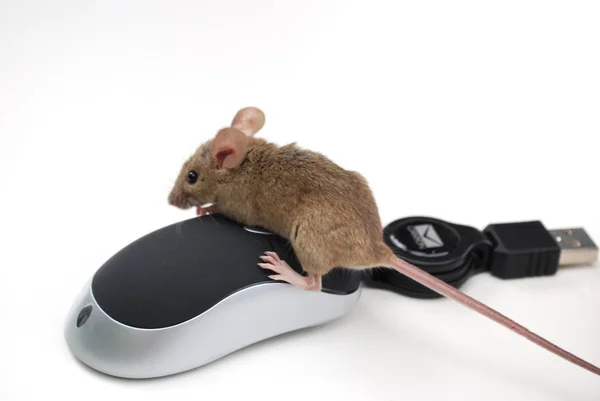 Dwie myszy — Zdjęcie stockowe