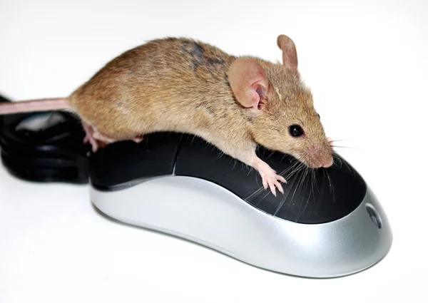 Dwie myszy — Zdjęcie stockowe