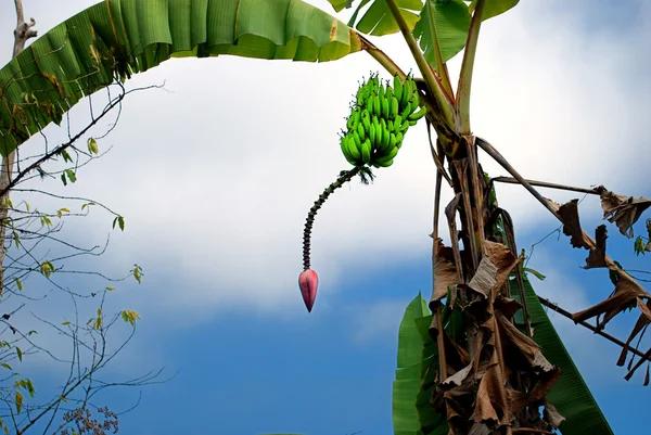 Banana Palm Tree — Stock Photo, Image