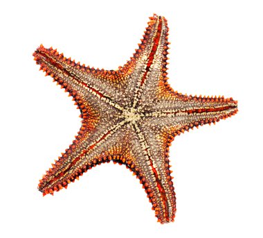 Deniz yıldızı alt