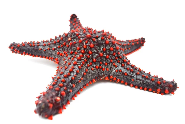 stock image Starfish