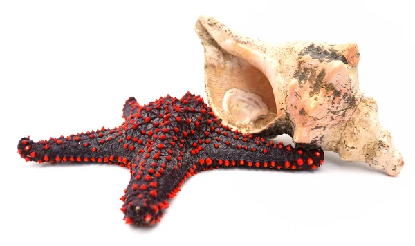 Starfish e concha — Fotografia de Stock