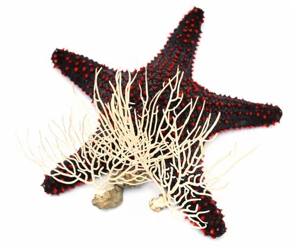 Sjöstjärnor och koraller — Stockfoto