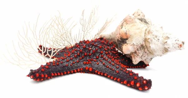 Sjöstjärnor, skal och koraller — Stockfoto