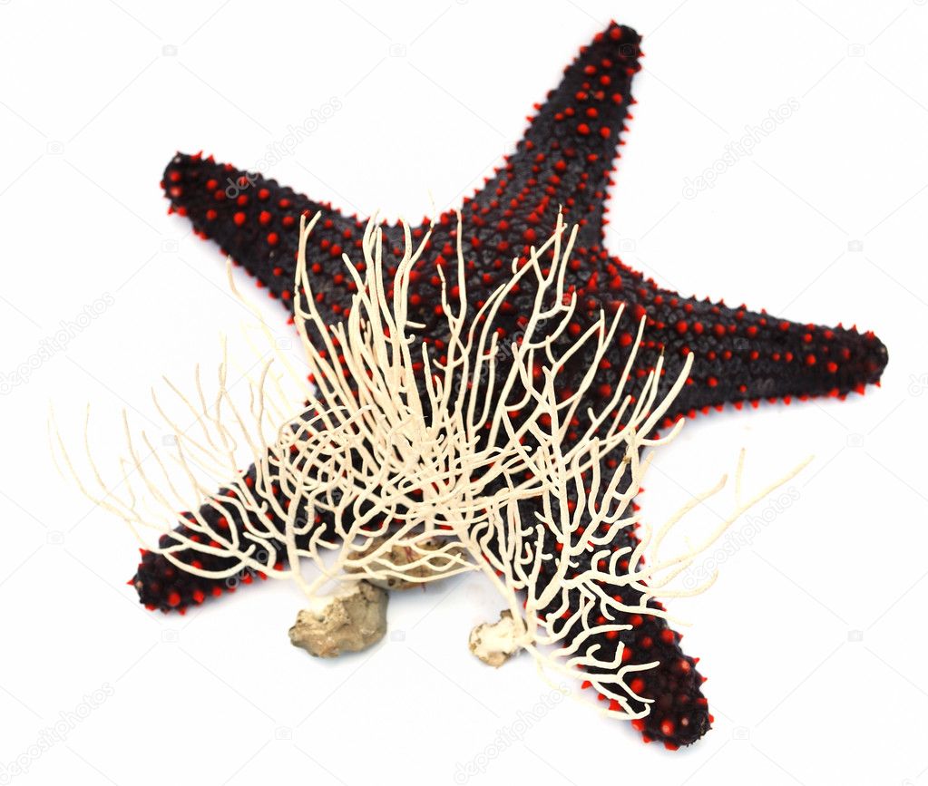 Starfish and corals