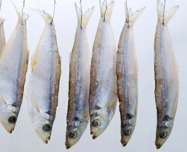 마른 물고기 — 스톡 사진