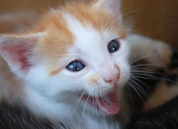 Beyaz-kırmızı kedi yavrusu — Stok fotoğraf