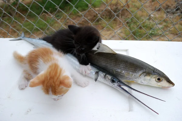 Kittens with fishes — Stock Photo, Image