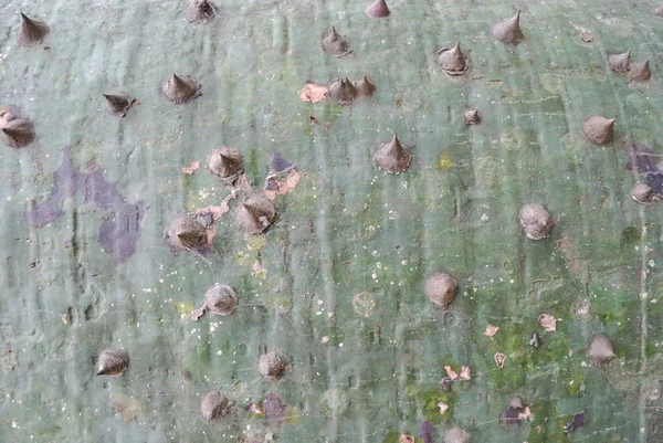 목화 나무의 껍질 — 스톡 사진