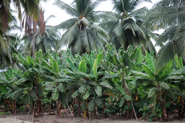Plantation of palm trees — Stock Photo, Image