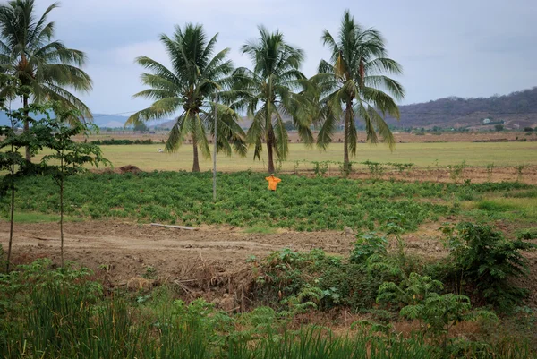 Plantering av palmer — Stockfoto