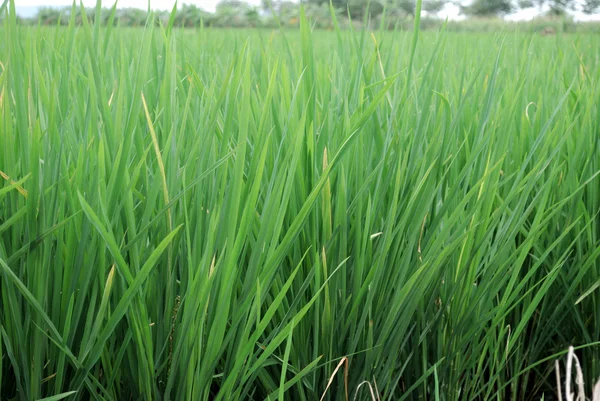Πεδίο πράσινου ρυζιού — Φωτογραφία Αρχείου