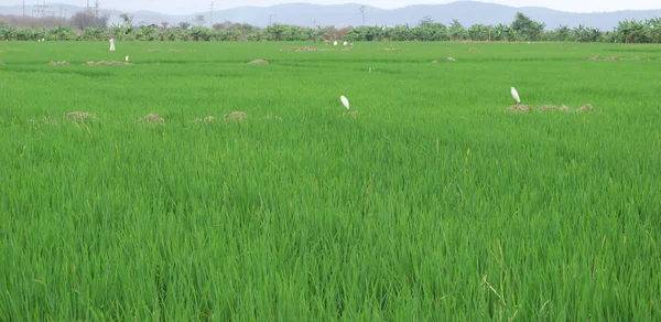 Zelené rýžové pole — Stock fotografie